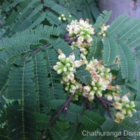 Libidibia coriaria (Jacq.) Schltdl.